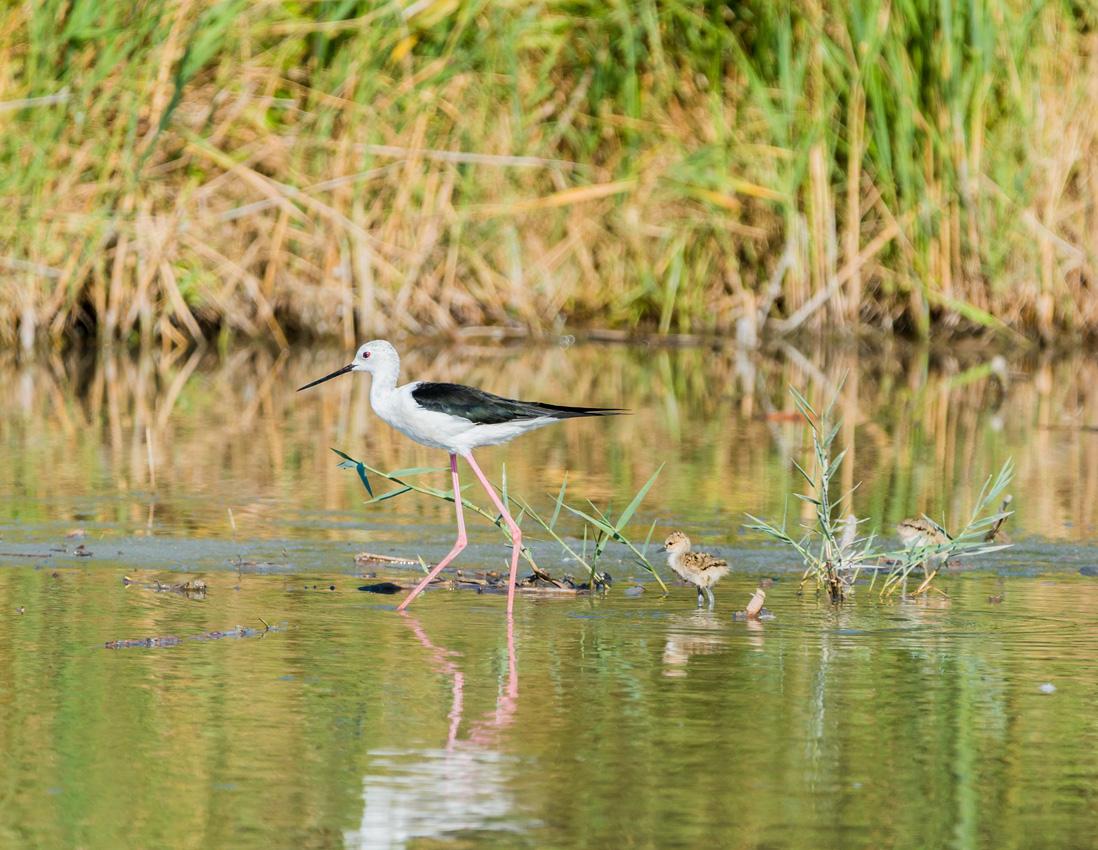 camargue-nature-amp;-caractegrave;re